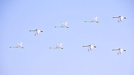 《生化危机4》重制版与原版15个不同之处 阿什莉像真人